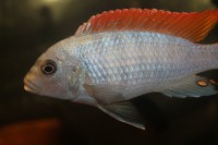 /album/fotogaljerjeja/grishaki-samets-jpg/